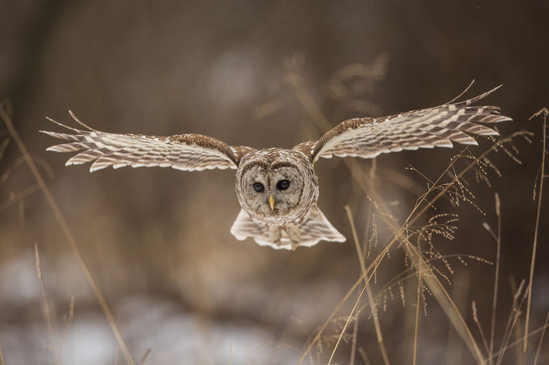 Barred Owl_012_576A5462.jpg