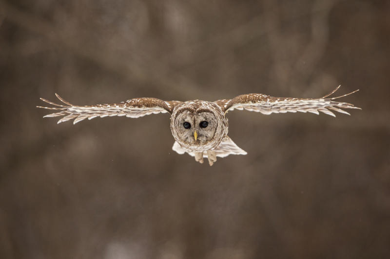 Barred Owl_013_576A5459.jpg