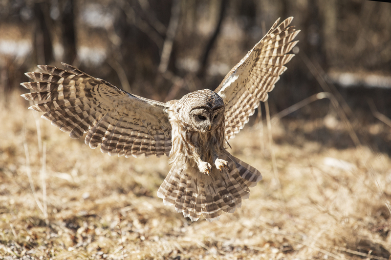 Barred Owl_014_576A5655.jpg