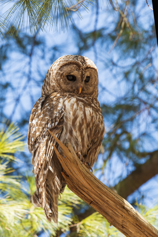Barred Owl_0142_20x30(1).jpg