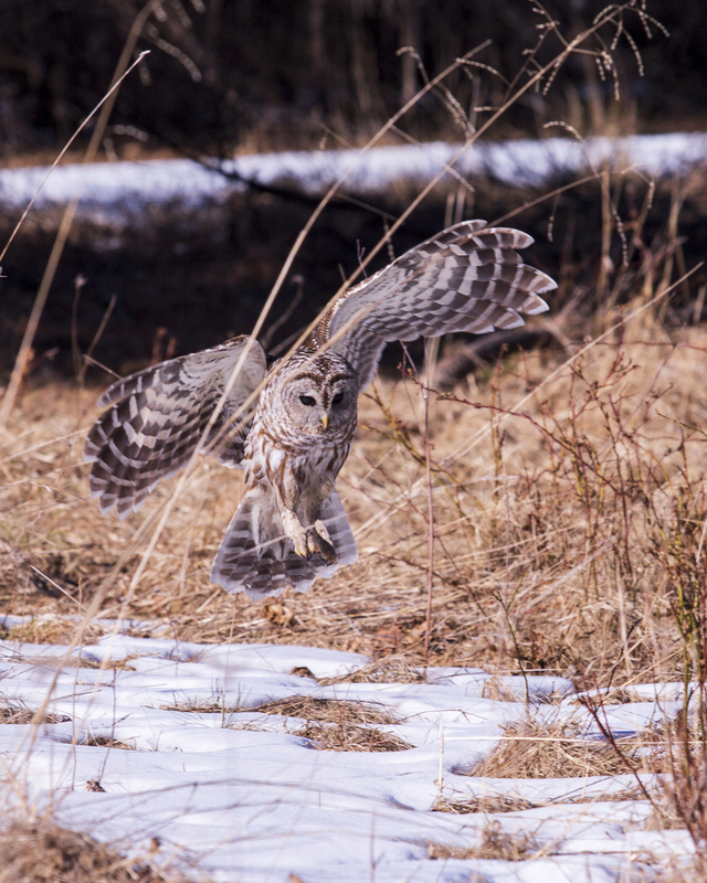 Barred Owl_016_576A6091.jpg