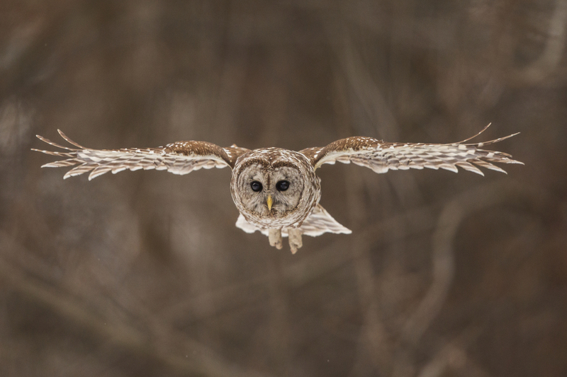 Barred Owl_017_576A5457.jpg
