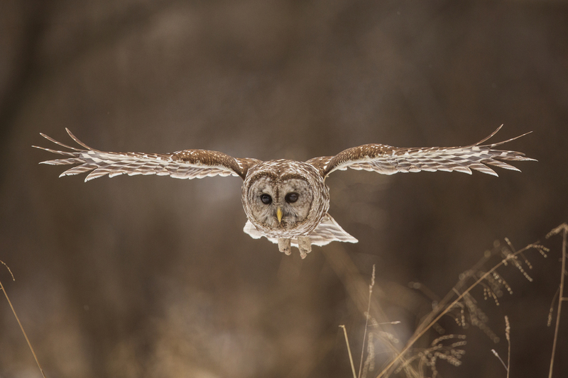 Barred Owl_018_576A5461.jpg