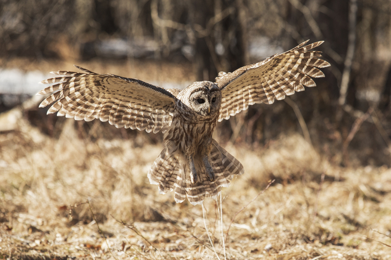 Barred Owl_019_653.jpg