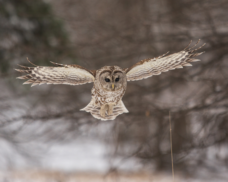 Barred Owl_021_103.jpg