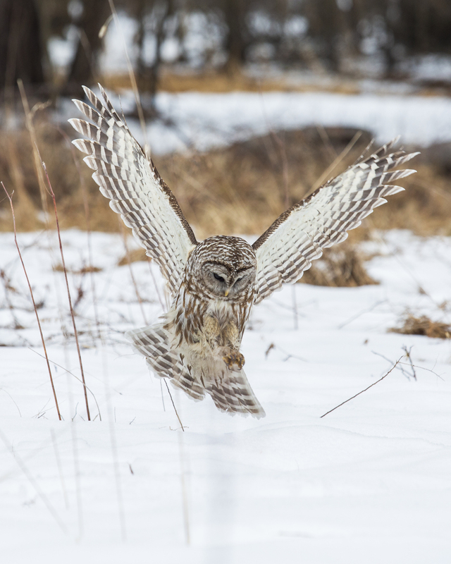 Barred Owl_022_239.jpg