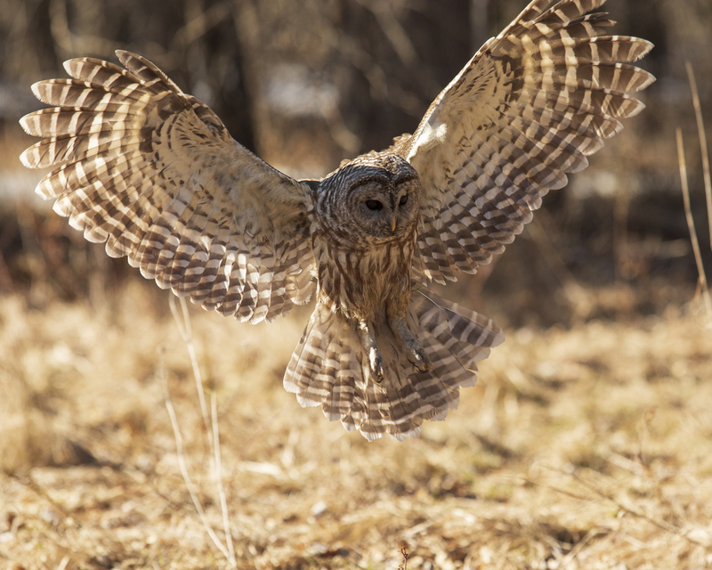 Barred Owl_024_576A5654.jpg