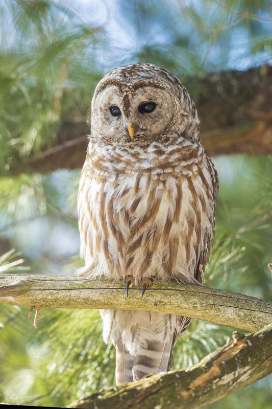 Barred Owl_138_A_20x30(1).jpg