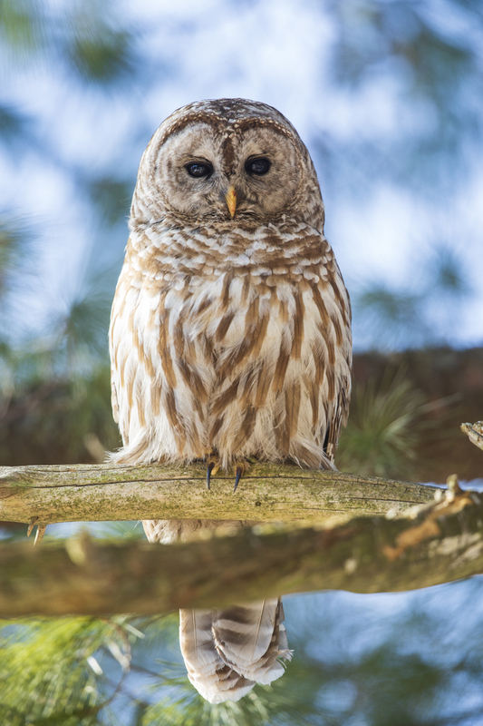 Barred Owl_142_A_20x30(1).jpg