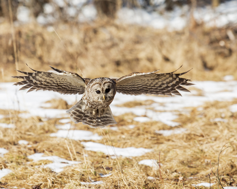 Barred owl_015_195.jpg