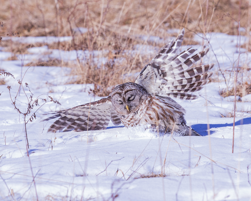 Barred owl_023_576A6082.jpg