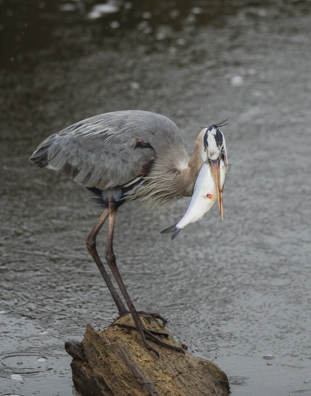 Blue Heron eating_2M0A1504_11x14.jpg
