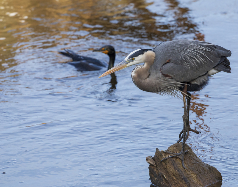 Blue Heron_11x14_2M0A1612.jpg