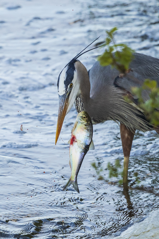 Blue Heron_12x18_2M0A1697.jpg