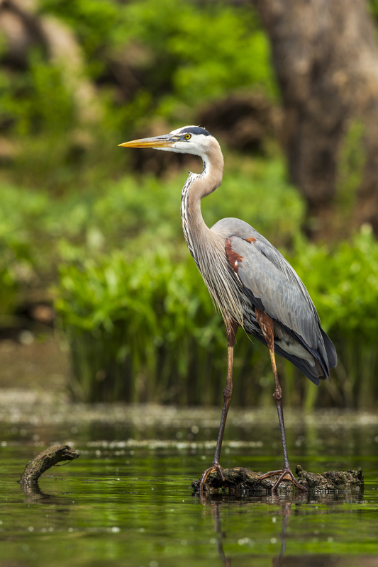 Blue Heron_12x18_576A5134.jpg