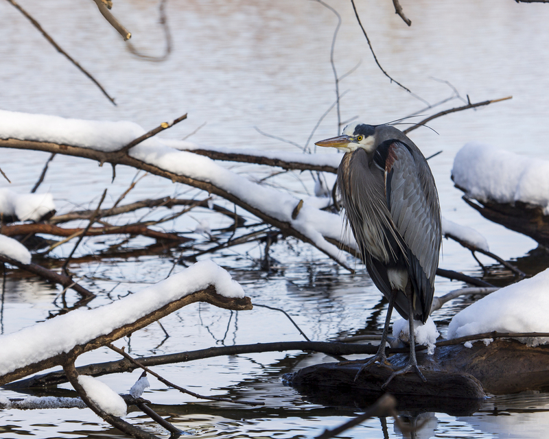 Blue Heron_20x16_211.jpg