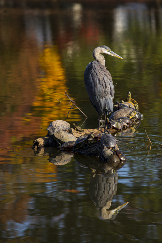 Blue Heron_2M0A9058(1).jpg