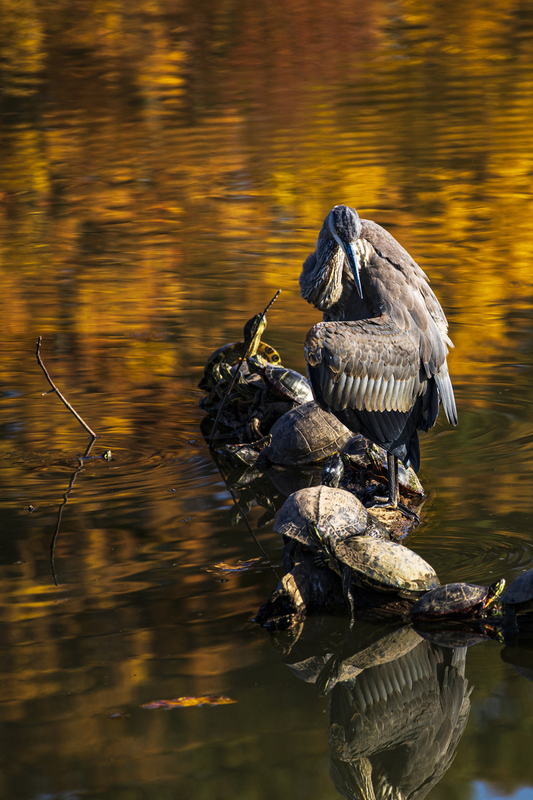 Blue Heron_2M0A9067(1).jpg