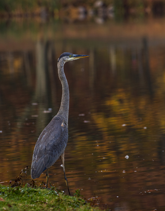 Blue Heron_2M0A9554.jpg