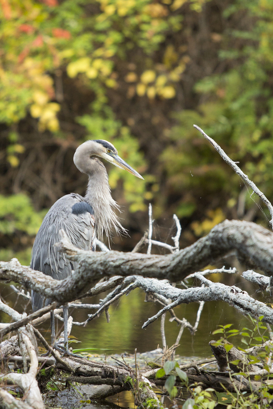 Blue Heron_340_16x24.jpg