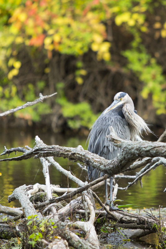 Blue Heron_359.jpg