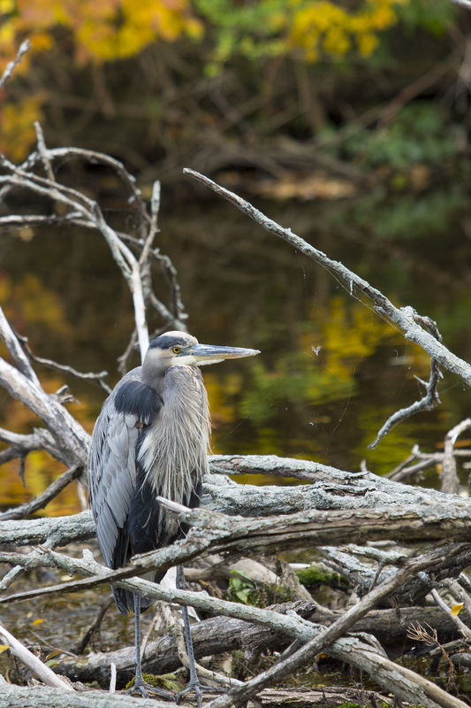 Blue Heron_361.jpg
