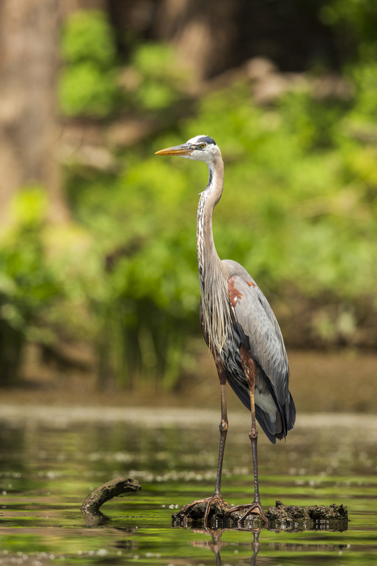 Blue Heron_576A146.jpg