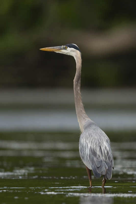 Blue Heron_576A5076.jpg