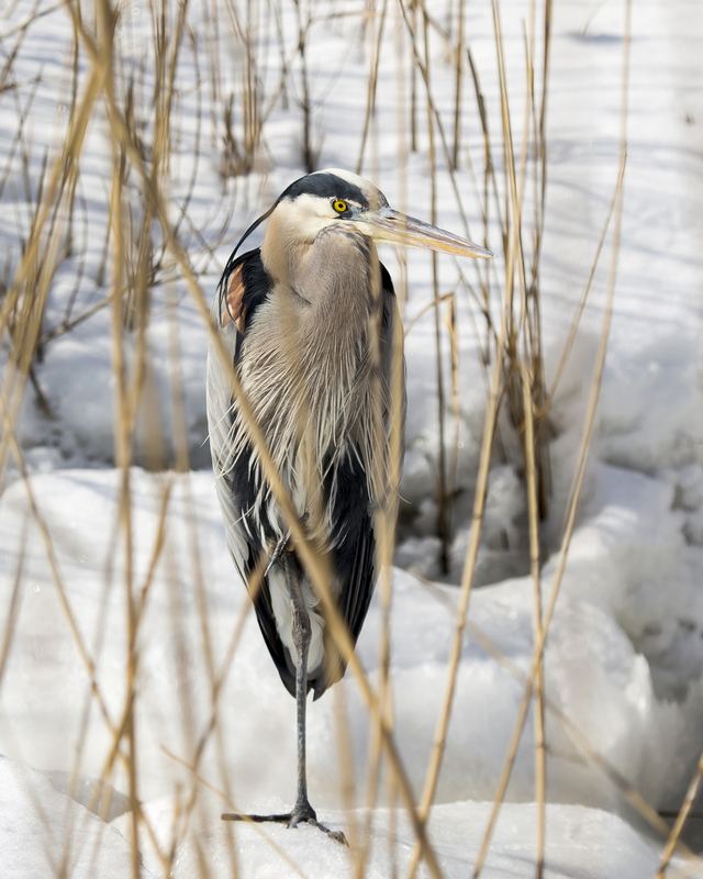 Blue heron1_16x20_180.jpg