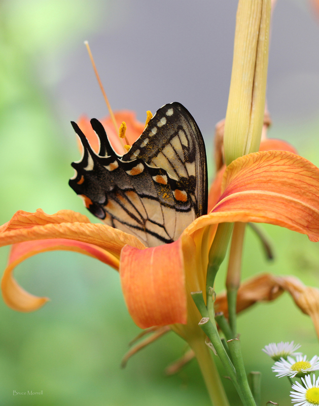 Butterfly_262A_A.jpg