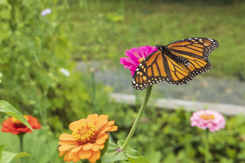 Butterfly_2M0A7943(1).jpg