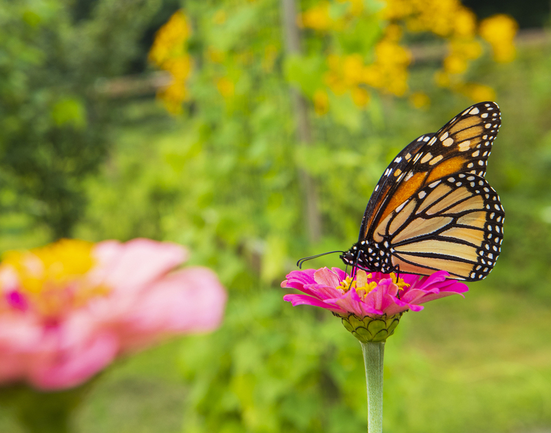 Butterfly_2M0A7946(1).jpg