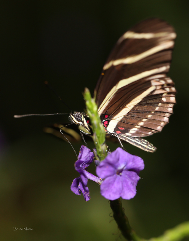 Butterfly_375_A.jpg