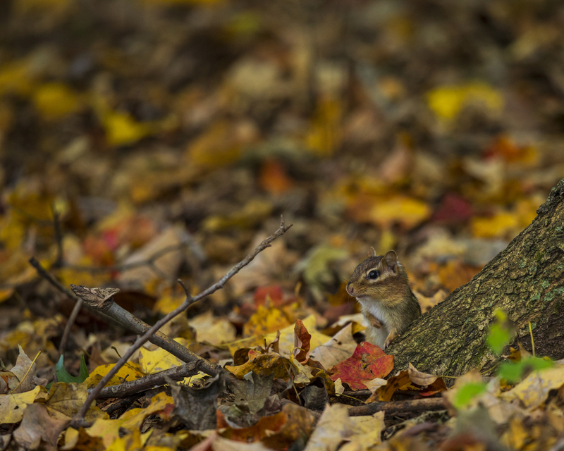 Chipmonk_16x29_2M0A7642.jpg