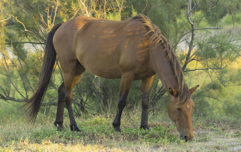 Corolla horse2.jpg