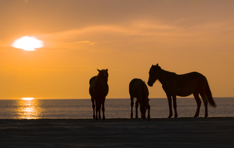 Corolla horses2(1).jpg