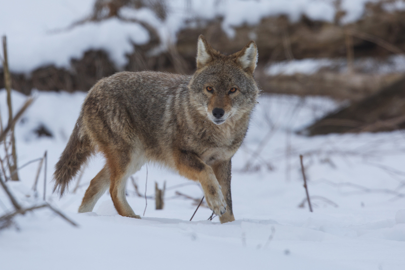 Coyote_576A7077 8x12 12x18 16x24 20x30 24x36.jpg
