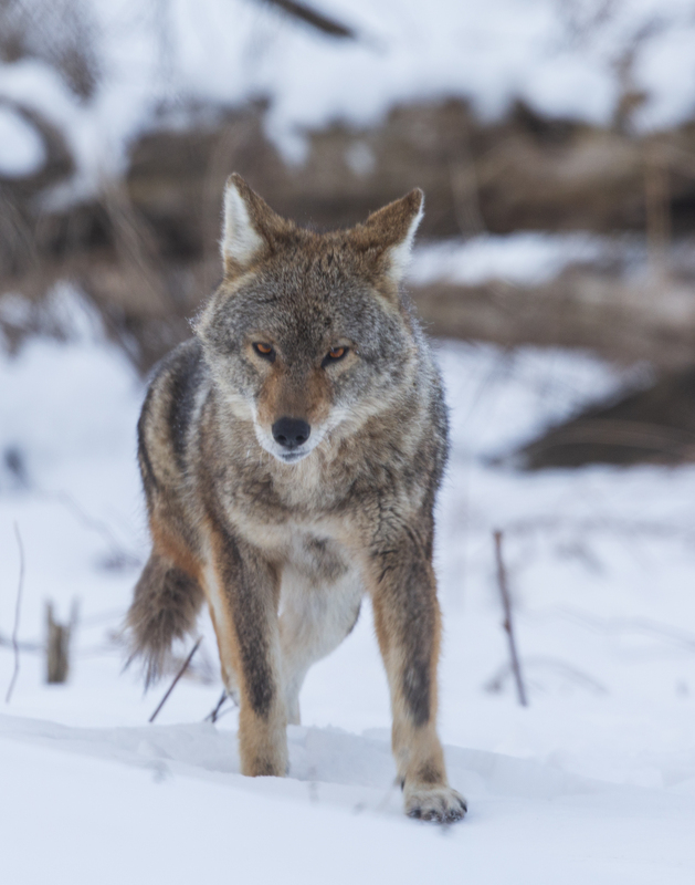 Coyote_576A7078 8x10 11x14 16x20 30x40.jpg