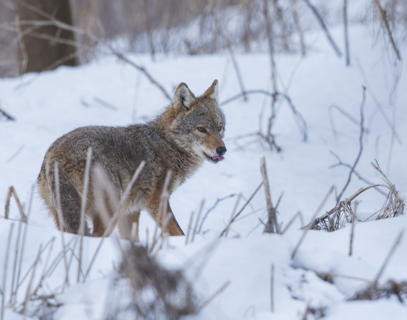 Coyote_576A7081 8x10 11x14 16x20 30x40.jpg