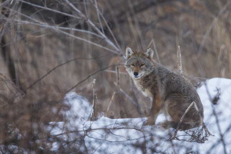 Coyote_576A7084.jpg