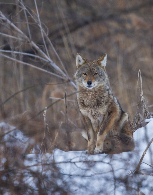 Coyote_576A7091 8x10 11x14 16x20 30x40.jpg