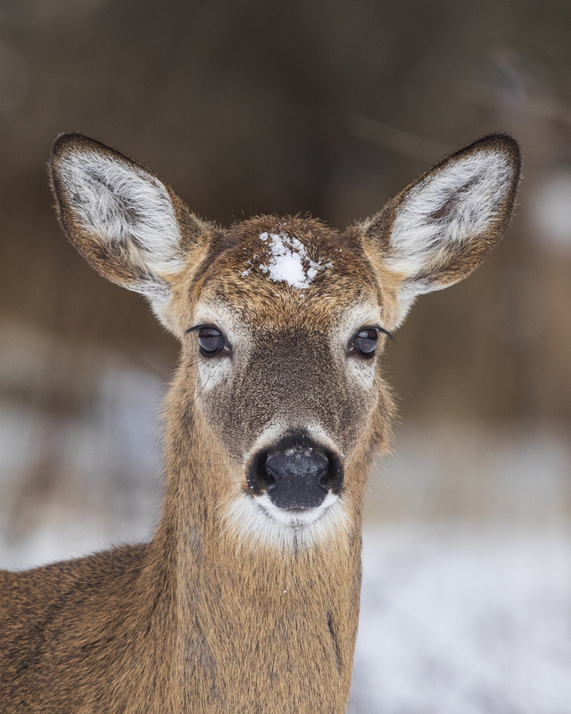 Deer_2M0A9277.jpg