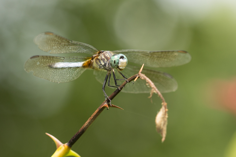 Dragonfly_576A9358.jpg