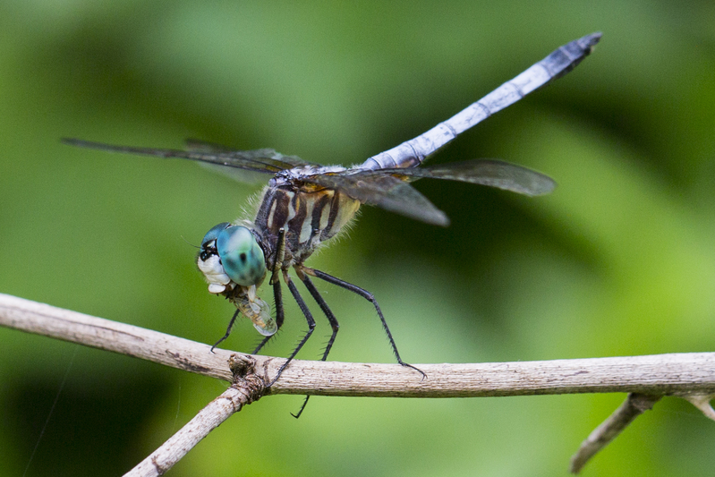 Dragonfly_576A9388.jpg