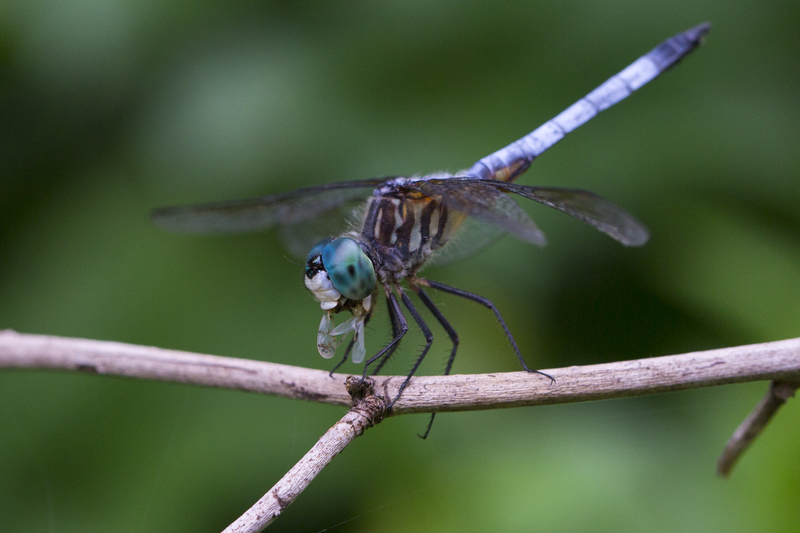 Dragonfly_576A9390.jpg