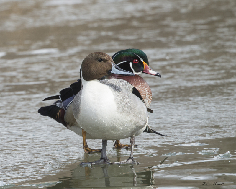 Ducks_889_A(1).jpg