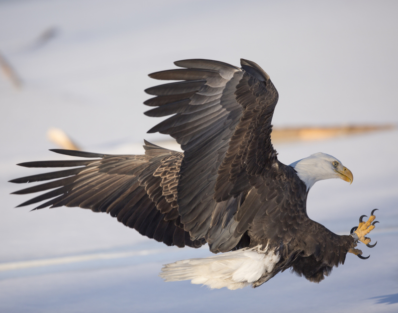 Eagle_11x14.jpg