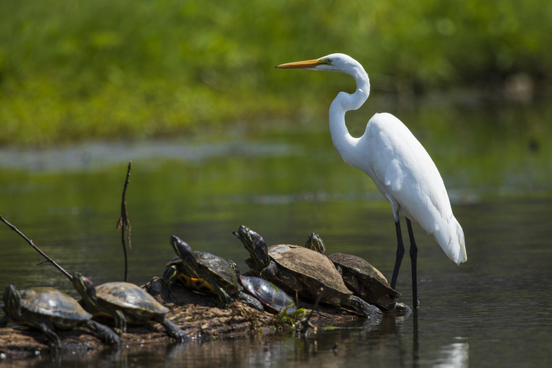 Egret_Turtles_2M0A7835(1).jpg