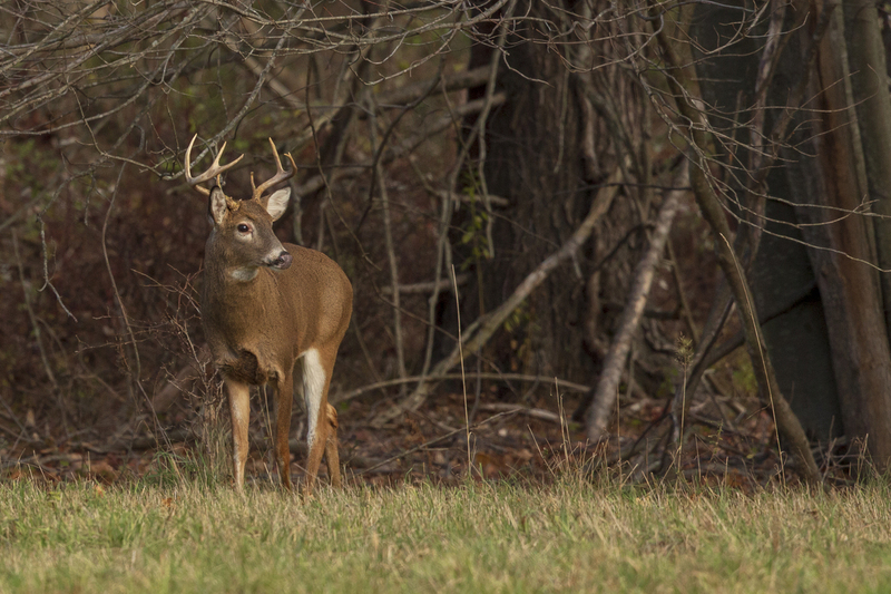 Fall Deer_576A1217P.jpg