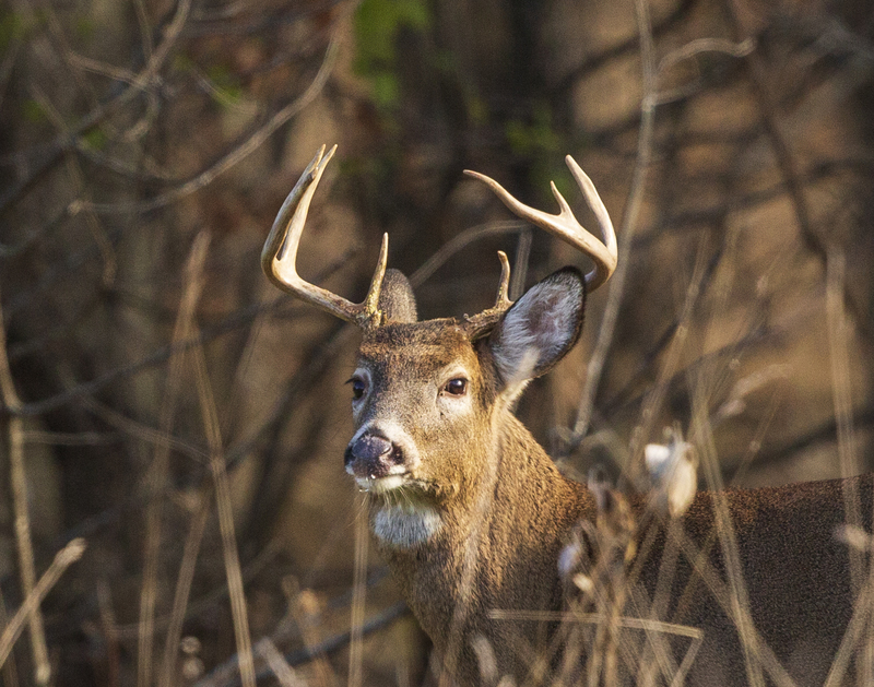 Fall Deer_576A1247P.jpg